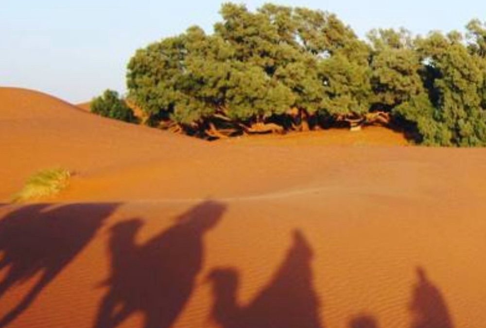 NOCHEVIEJA EN EL DESIERTO