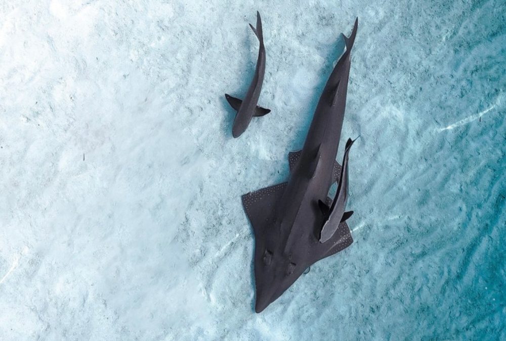 MALDIVAS, AZUL OCÉANO